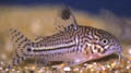 Corydoras trilineatus